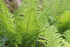 Matteucia struthiopteris