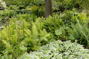 Athyrium filix-femina z biało obrzeżonymi liśćmi funkii