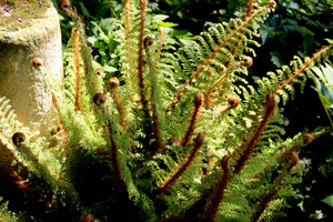 Polystichum setiferum 'Plumosum Densum'