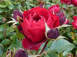 Rosa "Red Abundance"