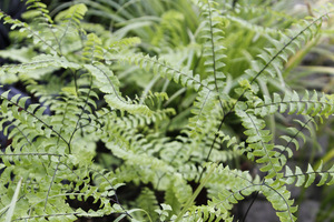  Adiantum pedatum