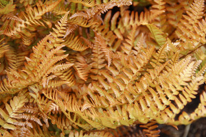 Dryopteris erythrosora