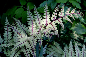 Athyrium niponicum 'Pictum'