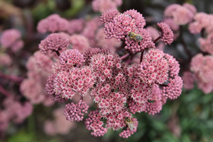 Sedum atropurpurpureum 'Morchen'