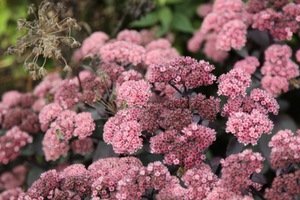 Sedum 'Jose Aubergine'