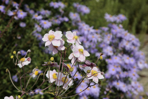 Anemone hupehensis 'Ouvertüre'