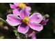 Anemone hupehensis 'Hadspen Abundance'