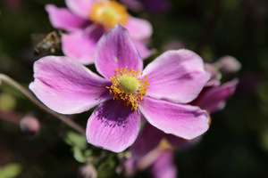 Anemone hupehensis 'Hadspen Abundance'