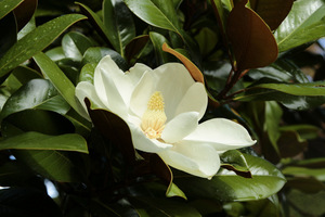 Magnolia grandiflora