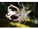 Nerine