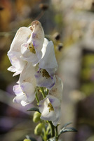 Aconitum