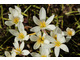 Zephyranthes candida