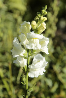  Antirrhinum majus