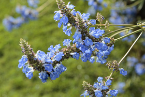 Salvia uliginosa