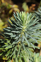 Wilczomlecz ( Euphorbia characias subsp. wulfenii)