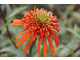  Echinacea 'Irresistible'