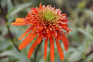  Echinacea 'Irresistible'