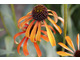 Echinacea 'Indian Summer'