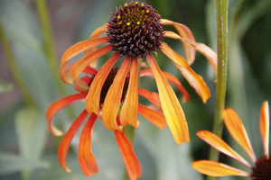 Echinacea 'Indian Summer'