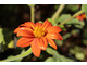 Tithonia rotundifolia