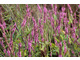 Persicaria amplexicaulis