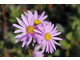 Aster amellus  'Rosa Erfüllung"'