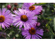 Aster novae-angliae 'Barr's Pink' 