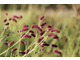 Sanguisorba 'Cangshan Cranberry' 