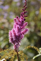 Astilbe chinensis 'Pumila'