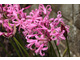 Nerine