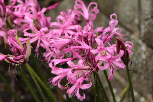 Nerine