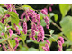 Persicaria orientalis