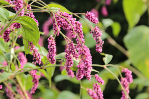 Persicaria orientalis