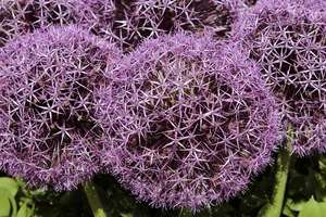 Allium 'Purple Giant'