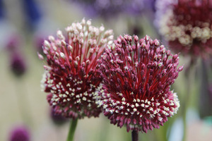 Allium 'Red Mohican'