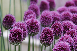 Allium sphaerocephalon