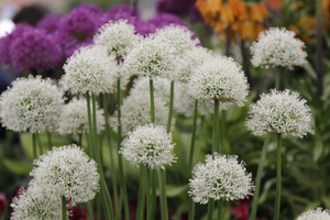 Allium jesdianum 'White Empress' 