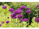 Allium aflatunense 'Purple Sensation'