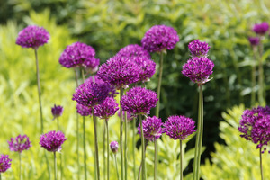 Allium aflatunense 'Purple Sensation'