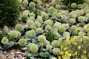 Allium karataviense 'Ivory Queen' 