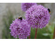 Allium aflatunense