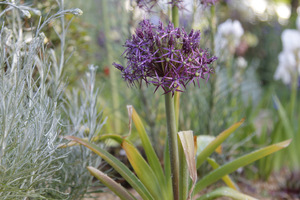 Allium christophii i jego brzydkie liście