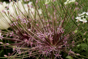 Allium schubertii