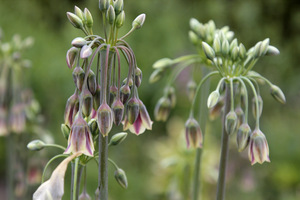  Allium siculum - czosnek sztyletowaty syn. czosnek bułgarski