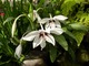 Acidanthera bicolor - mieczyk abisyński, jest bardzo wdzięcznym kwiatem cebulowym, jednak nie wytrzymuje mrozów