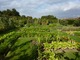 Ogród warzywny 