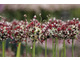 Allium scorodoprasum  'Passion'
