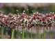 Allium scorodoprasum  'Passion'