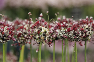 Allium scorodoprasum  'Passion'