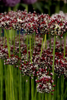 Allium scorodoprasum  'Passion'